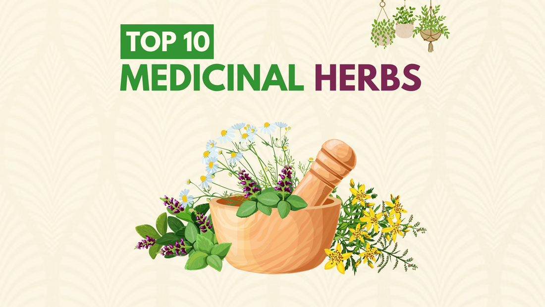 10 MEDICINAL HERBS