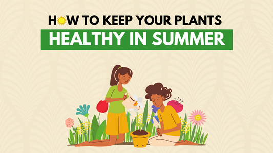 How to Keep plants healthy