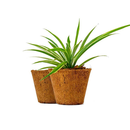 Coir Pots