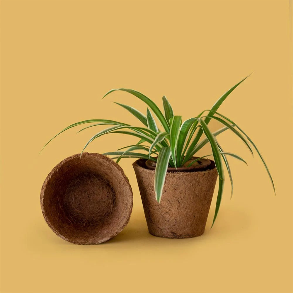 Coir Pots